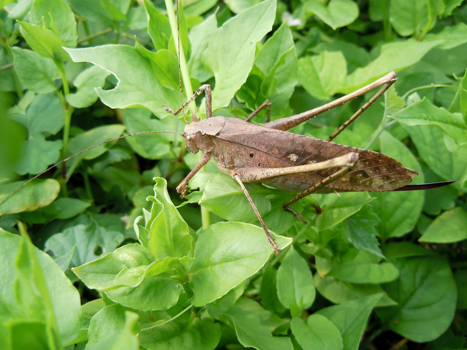 タイワンクツワムシ 台湾轡虫 という珍客 椿壽菴だより