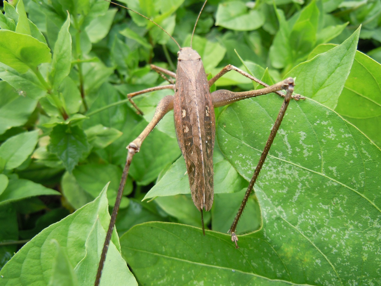 タイワンクツワムシ 台湾轡虫 という珍客 椿壽菴だより