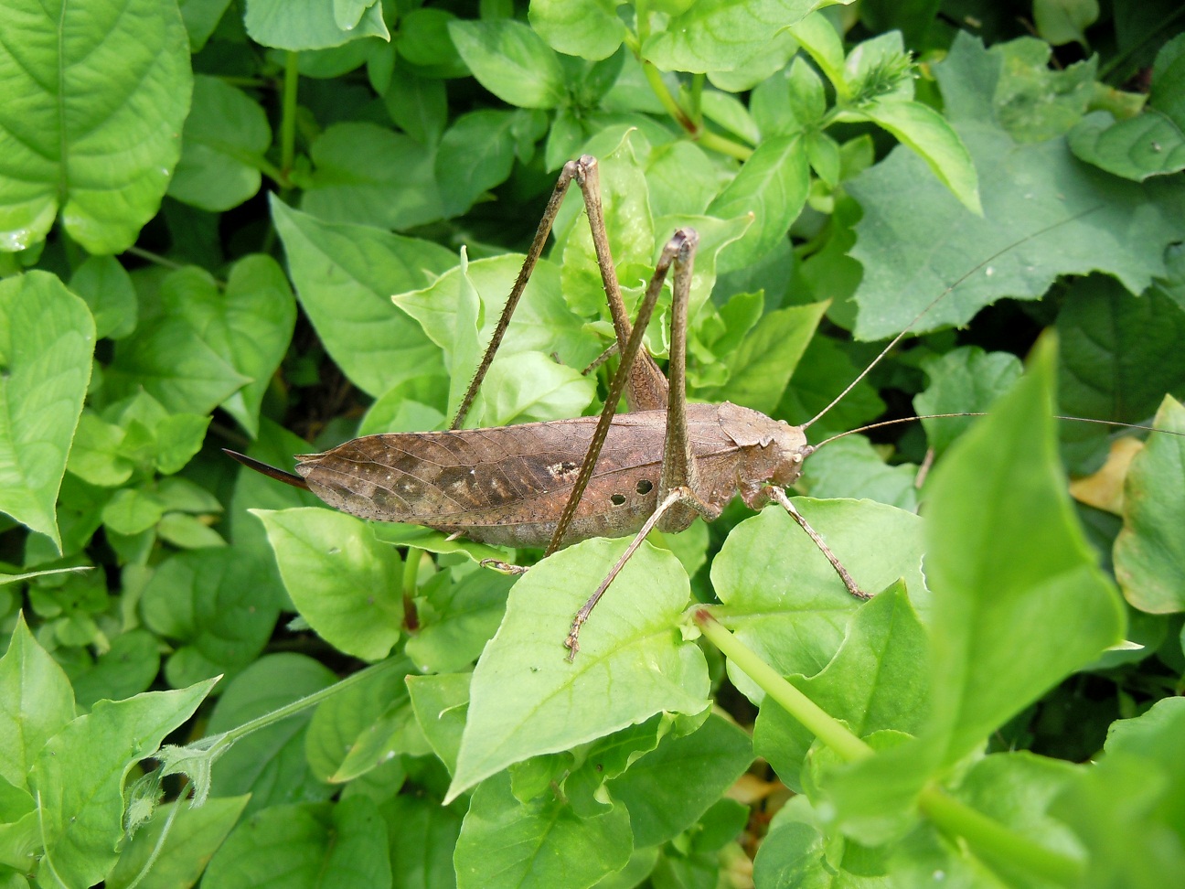 タイワンクツワムシ 台湾轡虫 という珍客 椿壽菴だより