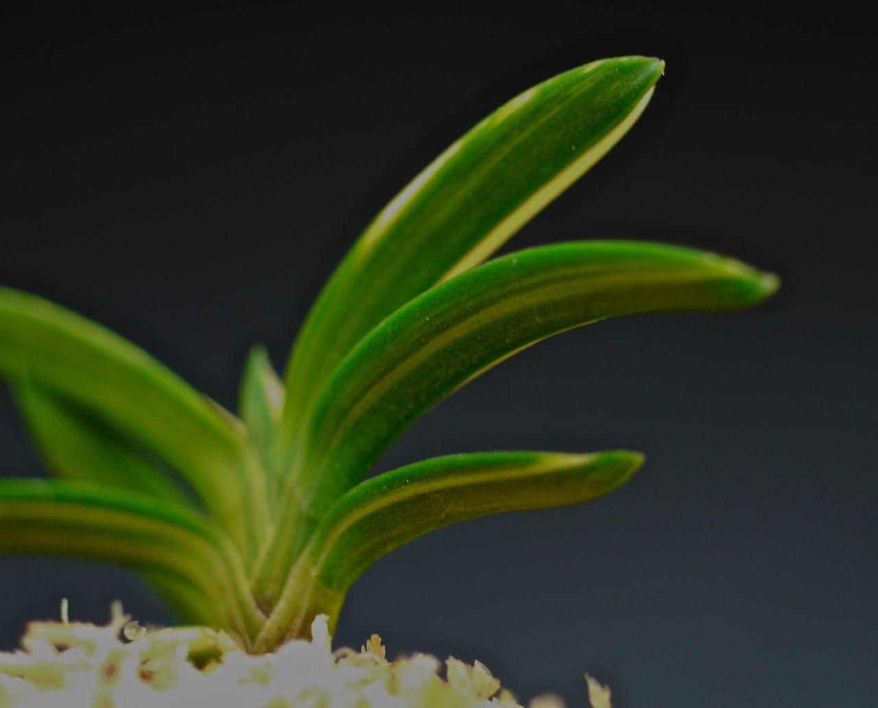 伊勢矮鶏白縞 : □ サムライ オーキッド □ 富貴蘭 セレクトショップ