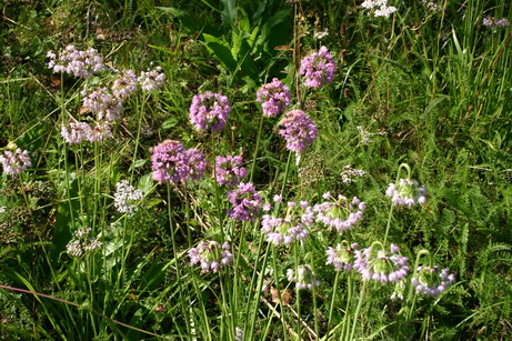 d0143719_1072299.jpg