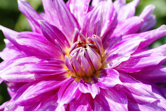 Dahlia_e0077521_2371681.jpg