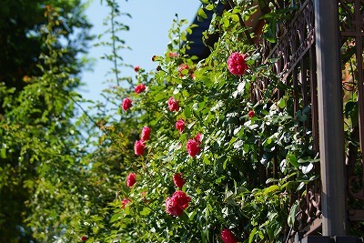 f0170524_1201492.jpg