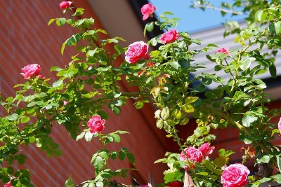 f0170524_1202853.jpg