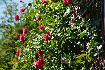 f0170524_1203966.jpg