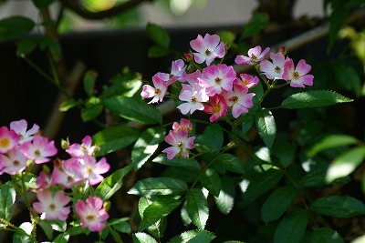 f0170524_1557660.jpg