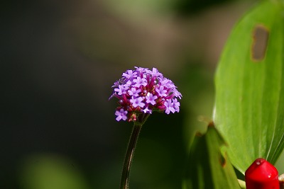 f0170524_1604259.jpg