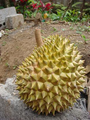 ドゥリアン(Durian)の売買_a0120328_18232739.jpg