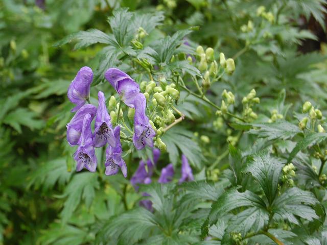 蝦夷鳥兜 エゾトリカブト 今日の花