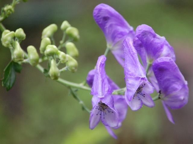 蝦夷鳥兜 エゾトリカブト 今日の花