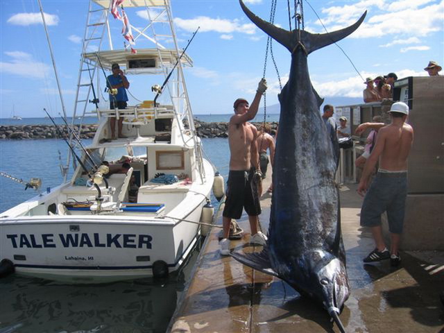 海には出られませんが、巨大魚の夢でも・・・ 【カジキ・マグロトローリング】_f0009039_10464582.jpg