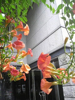 夏を彩る花の精たち すいぜんかずら 木村佳子のブログ ワンダフル ツモロー ワンツモ