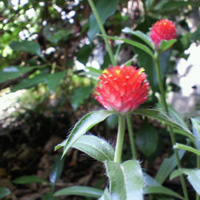 イチゴ草（千日紅）_a0068250_05132.jpg