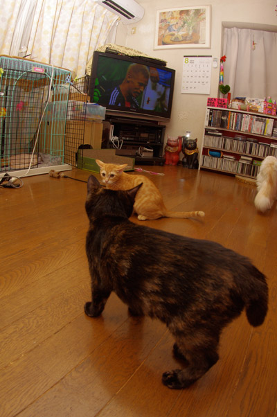 夏の思い出。【9/1写真追加】_a0028451_207272.jpg