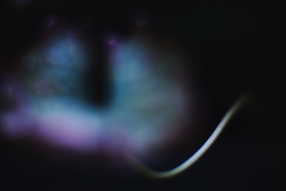 b0184053_833149.jpg