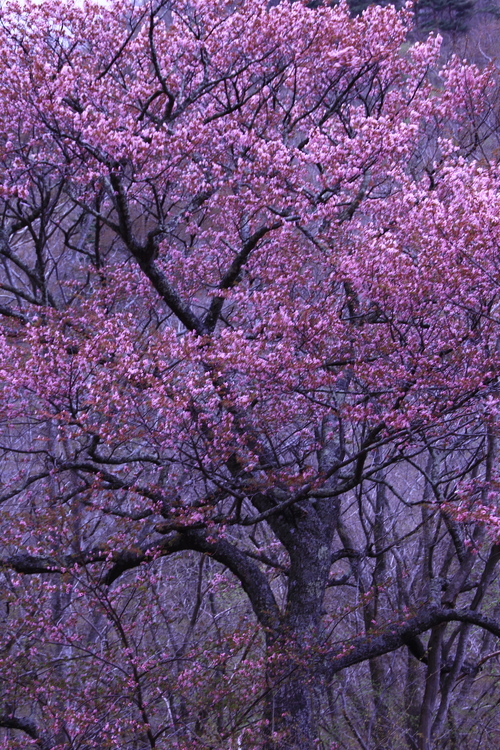 桜_b0223754_23164780.jpg