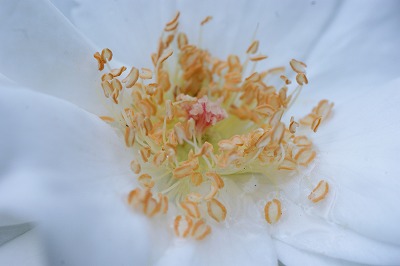 今日の花写真の１枚は「秋のバラその２」_e0151255_20155384.jpg