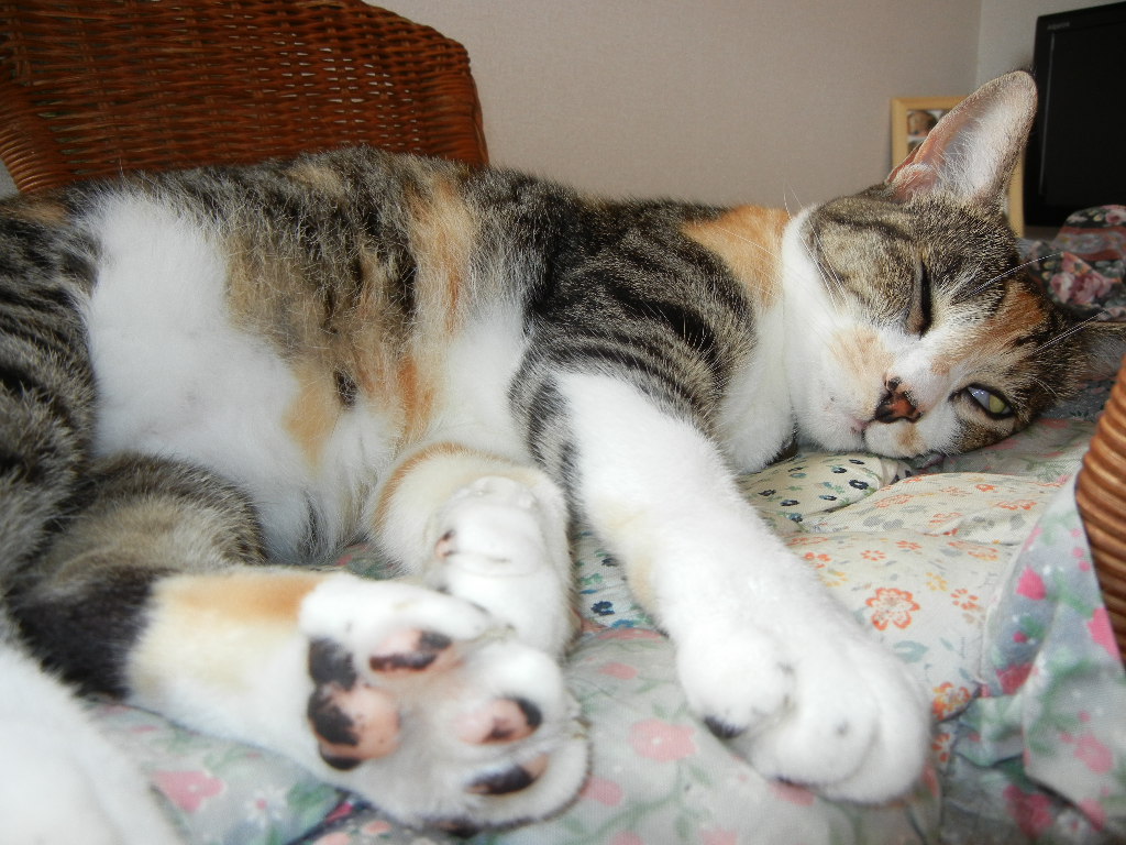 ２０１１年９月１日（木）猿が出た～！_f0060461_14485629.jpg