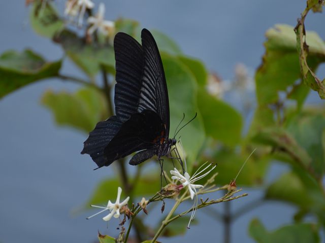 豊橋公園_f0179175_109498.jpg