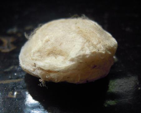e0047581_4242913.jpg
