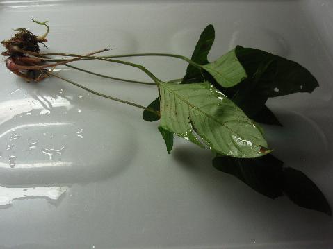 a0194582_20191839.jpg