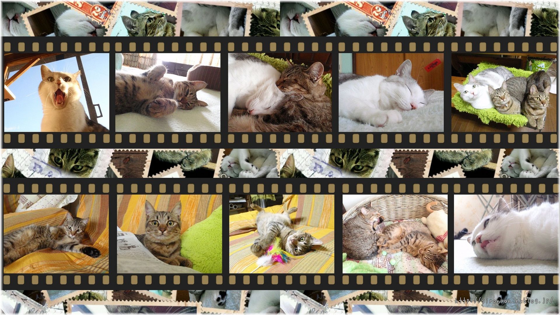 フリー壁紙 ねこっかぶりねこ フリー壁紙 ねこっかぶりねこ