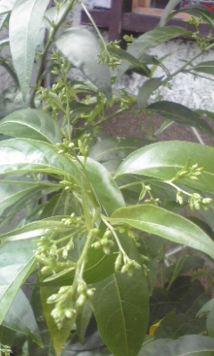 e0054290_2325483.jpg
