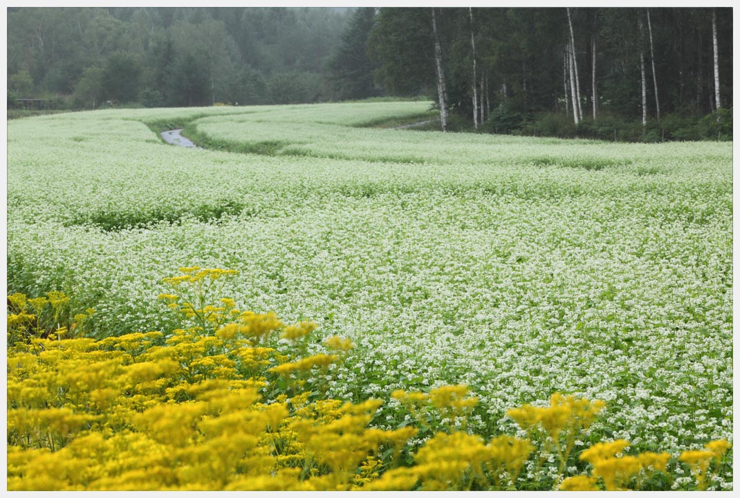 開田高原の蕎麦の花_e0207391_18261525.jpg