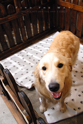 【wanこ】K\'s Dogさん 1/2 〜 こはるちゃん_f0054594_13102890.jpg