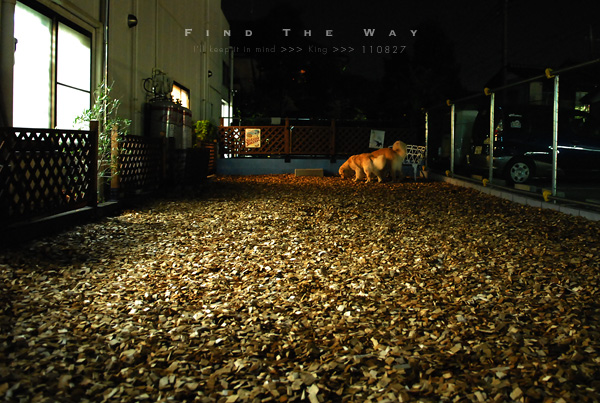 【wanこ】K\'s Dogさん 1/2 〜 こはるちゃん_f0054594_13135313.jpg