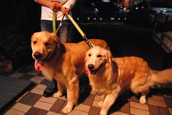 【wanこ】K\'s Dogさん 1/2 〜 こはるちゃん_f0054594_13154532.jpg