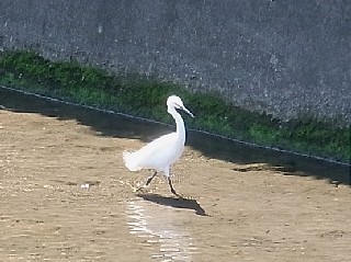 2011年9月1日（木） ； 曇り～雨_d0051601_12464753.jpg