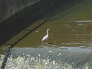 2011年9月1日（木） ； 曇り～雨_d0051601_12482051.jpg