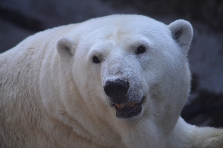 さらなる出産が切望されるムルマ　～　秋の到来を感じさせる気温のモスクワ動物園で_a0151913_6363973.jpg