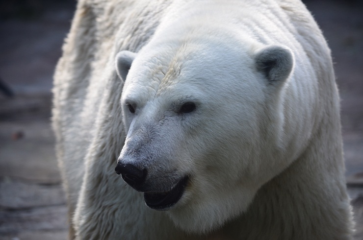 さらなる出産が切望されるムルマ　～　秋の到来を感じさせる気温のモスクワ動物園で_a0151913_6383011.jpg