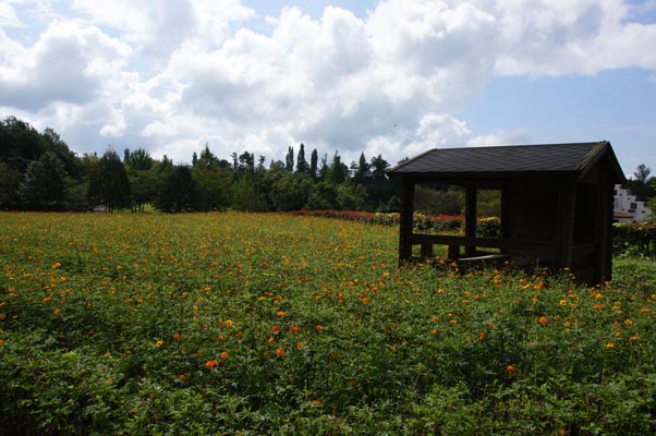 夏のドイツの森_f0060722_8526.jpg