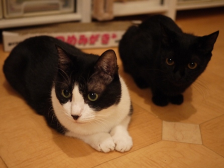強い風猫 空ろった編。_a0143140_231415100.jpg