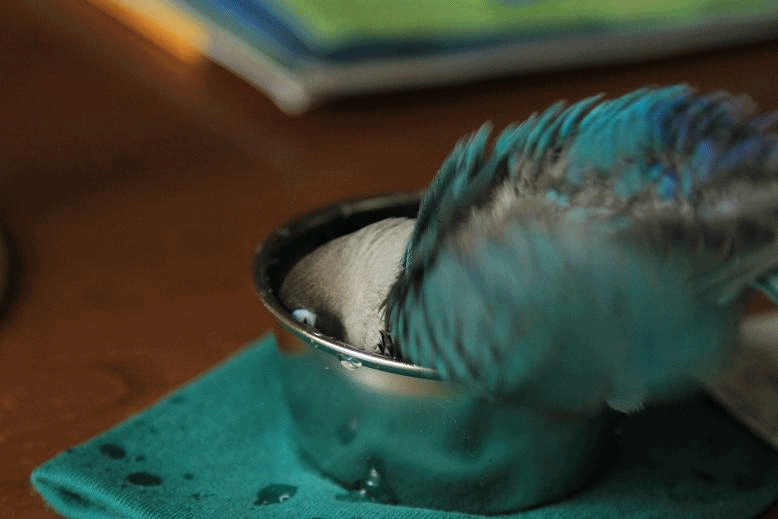 c0145250_1411454.gif