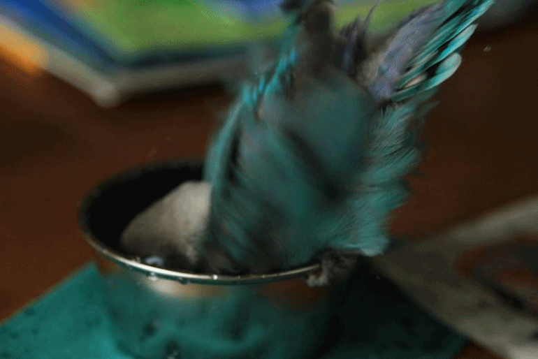c0145250_1415330.gif