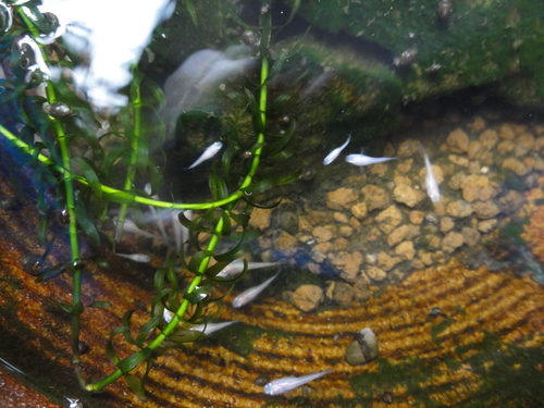 c0108460_1725566.jpg