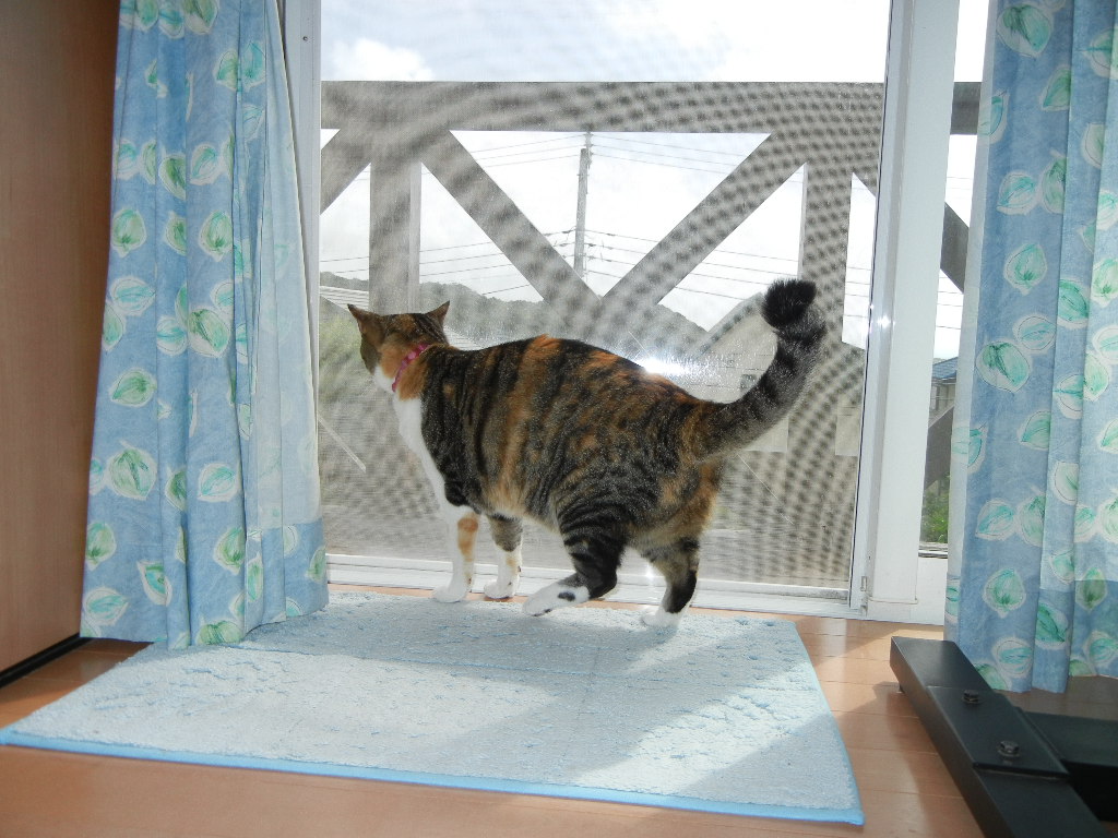 2011年9月2日(金)今日はトンビ~!_f0060461_1049595.jpg