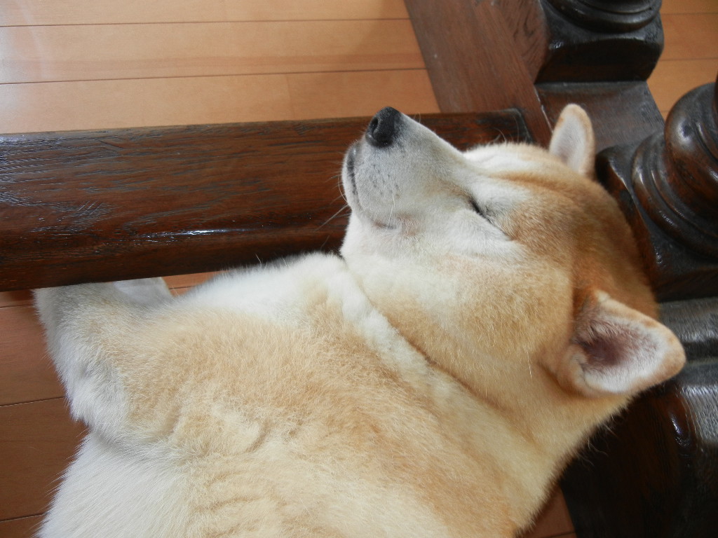 2011年9月2日(金)今日はトンビ~!_f0060461_10554612.jpg