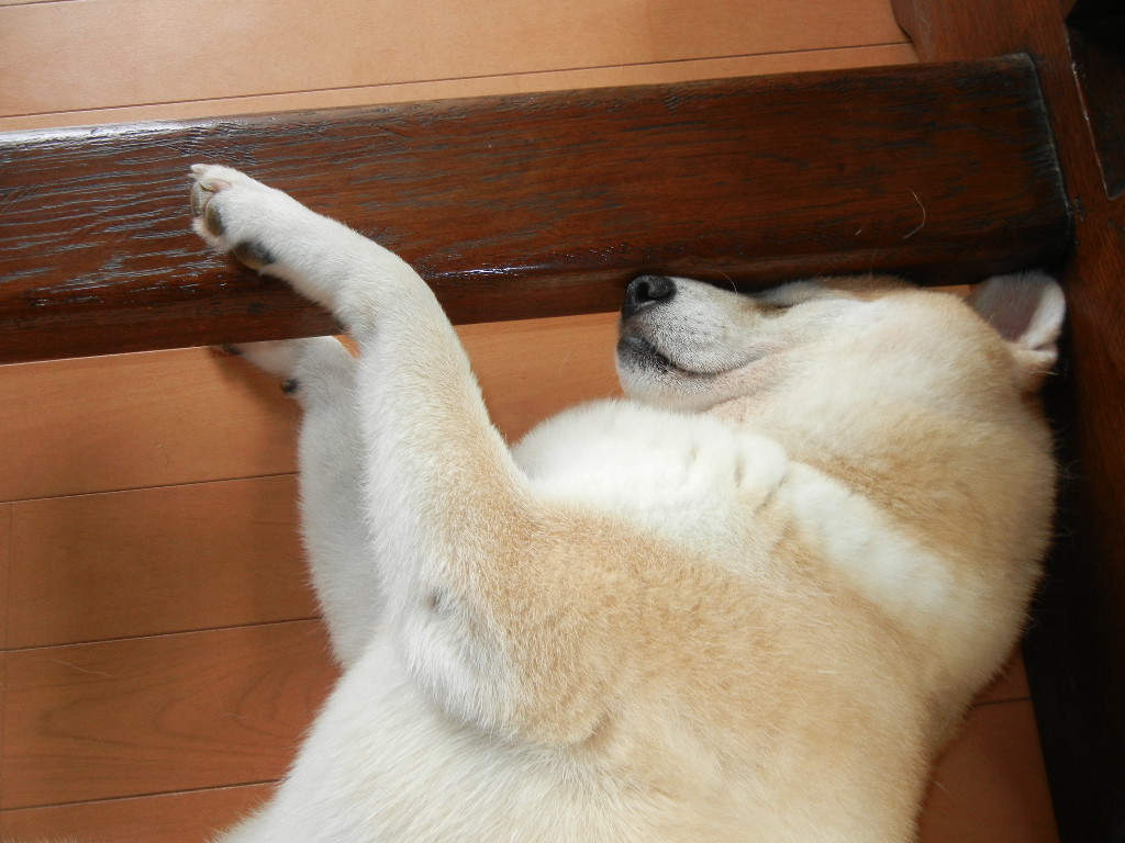 2011年9月2日(金)今日はトンビ~!_f0060461_116884.jpg
