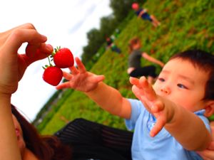 野菜狩り（Pick your own農場）_e0030586_5195054.jpg