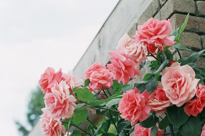 「情熱の薔薇」　　～THE　BLUE　HEARTS_c0046587_23161394.jpg