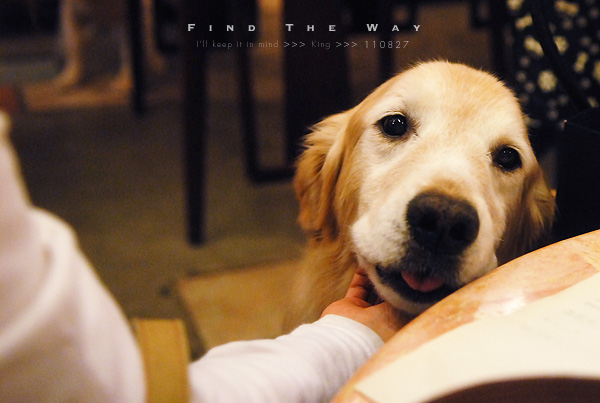 【wanこ】K\'s Dogさん 2/2 〜 タンちゃん & リボンちゃん_f0054594_16503970.jpg