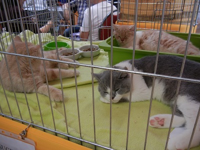 キャットショー＆オフ会、2011（後編）_c0207698_2223787.jpg