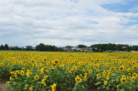 夏の終わりに_b0228502_13193376.jpg