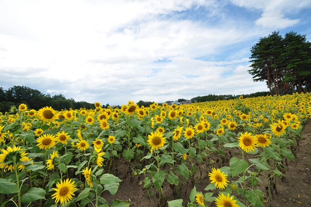 夏の終わりに_b0228502_13344024.jpg