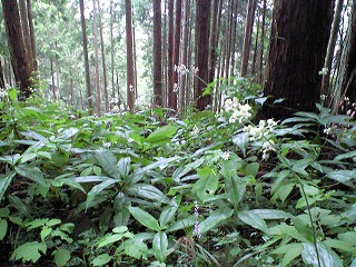 もう森は秋の野草が_d0180506_1112231.jpg